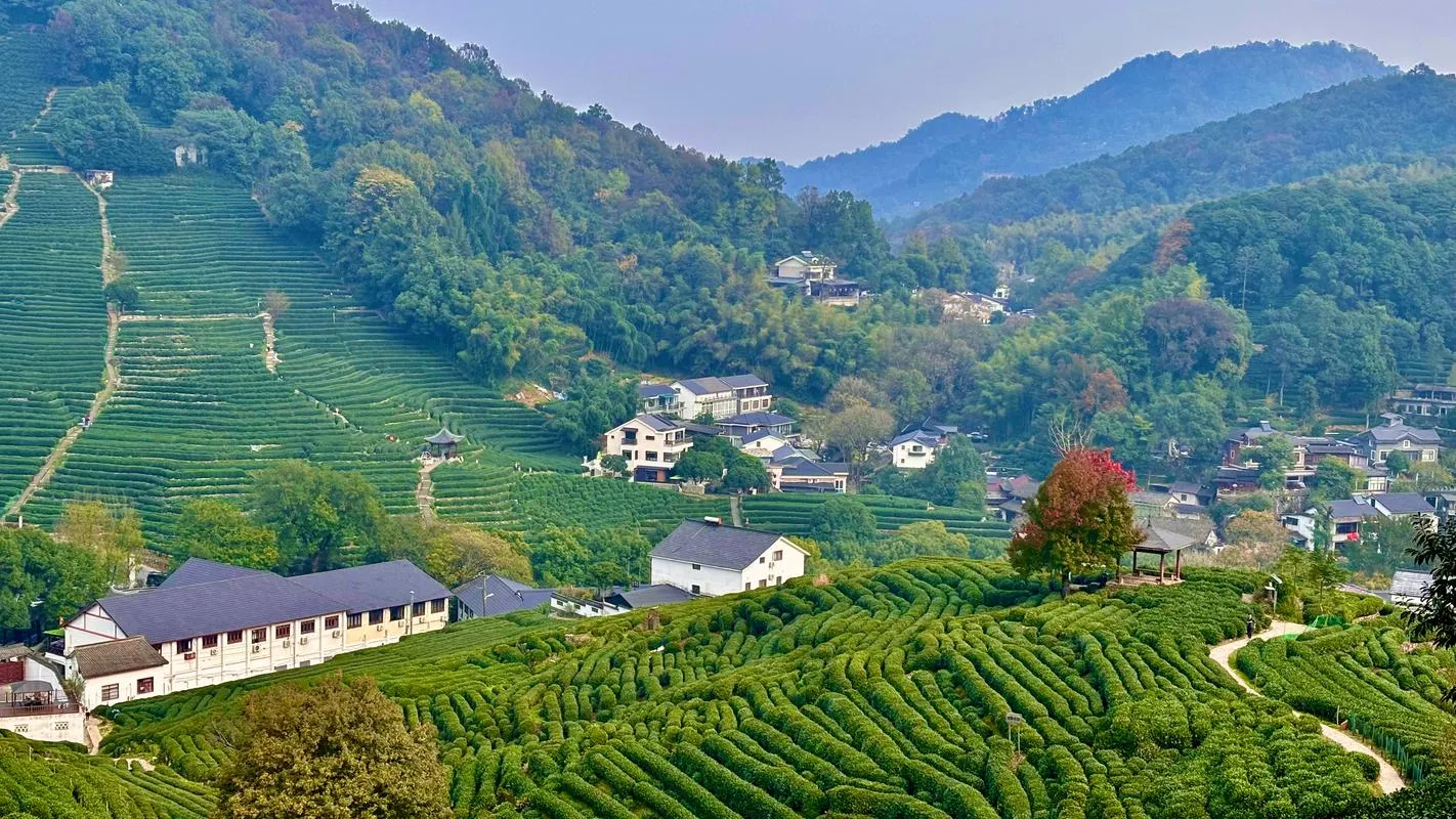 Longjing tea terraces above West Lake in Hangzhou