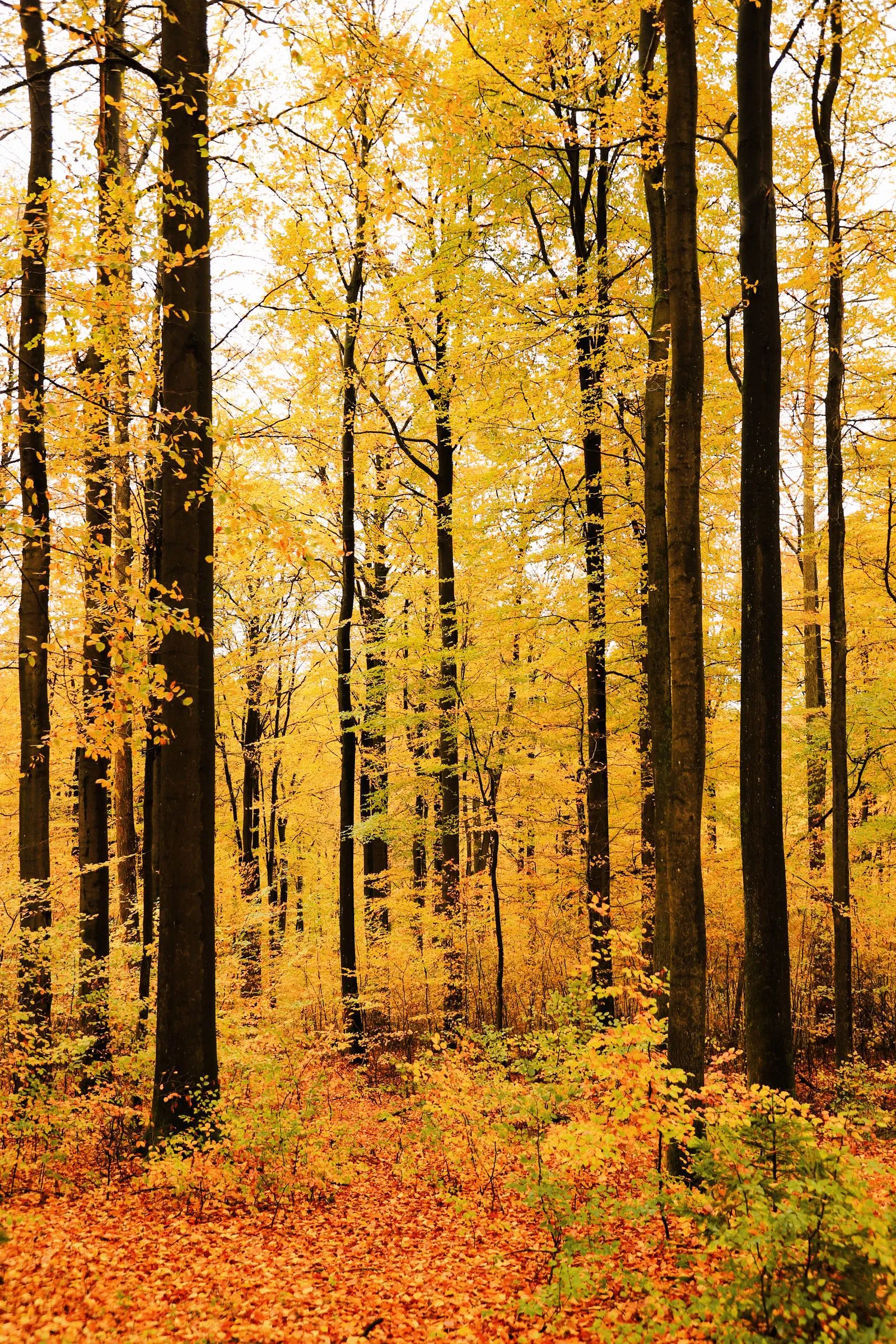 Autumn foliage in China's northeast forests