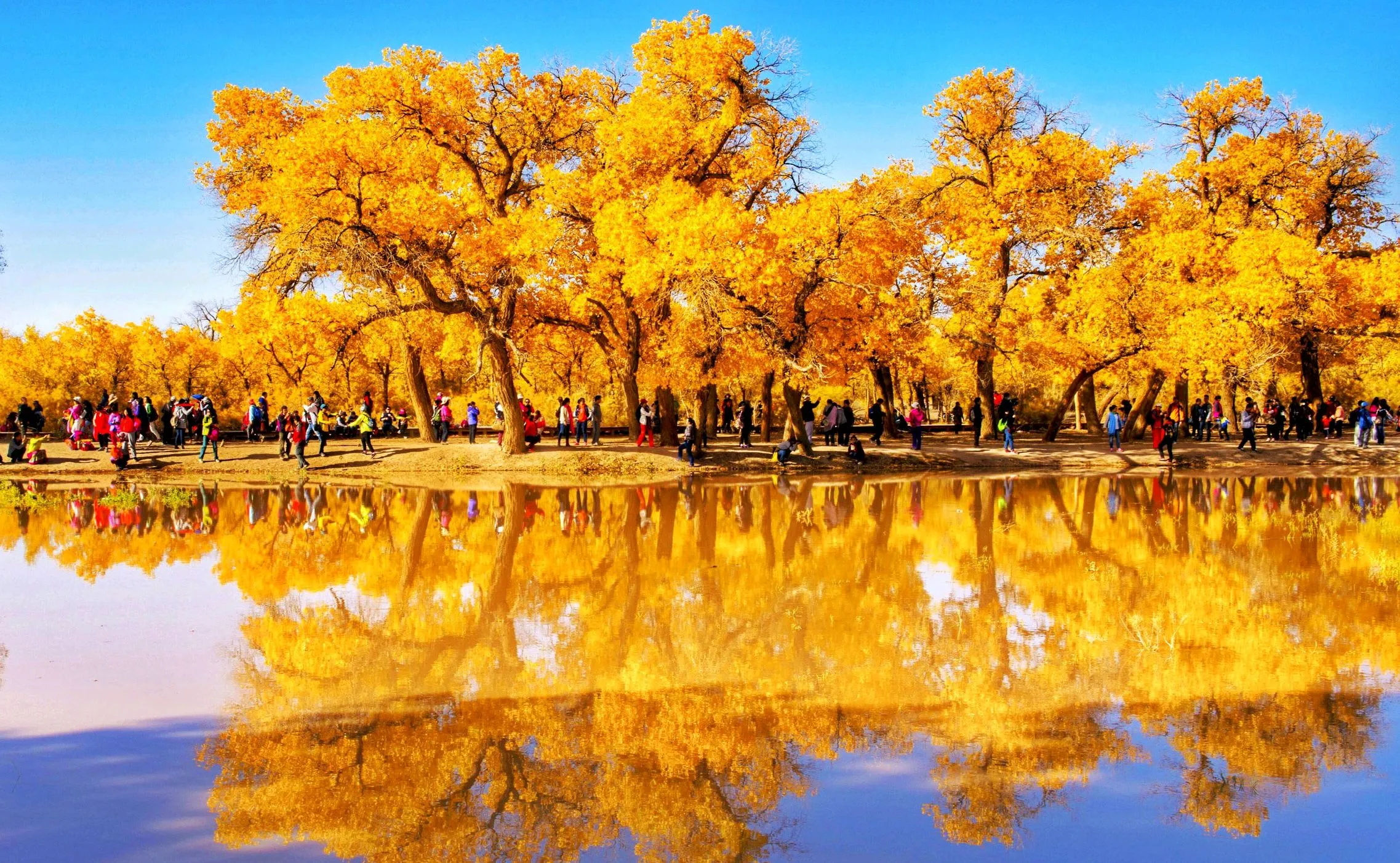 Golden desert poplars at Ejina in Inner Mongolia