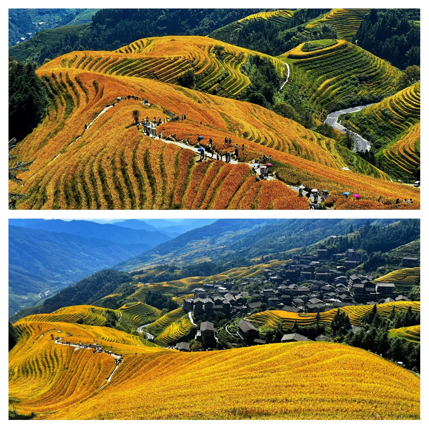 Longji rice terraces turning gold before the harvest