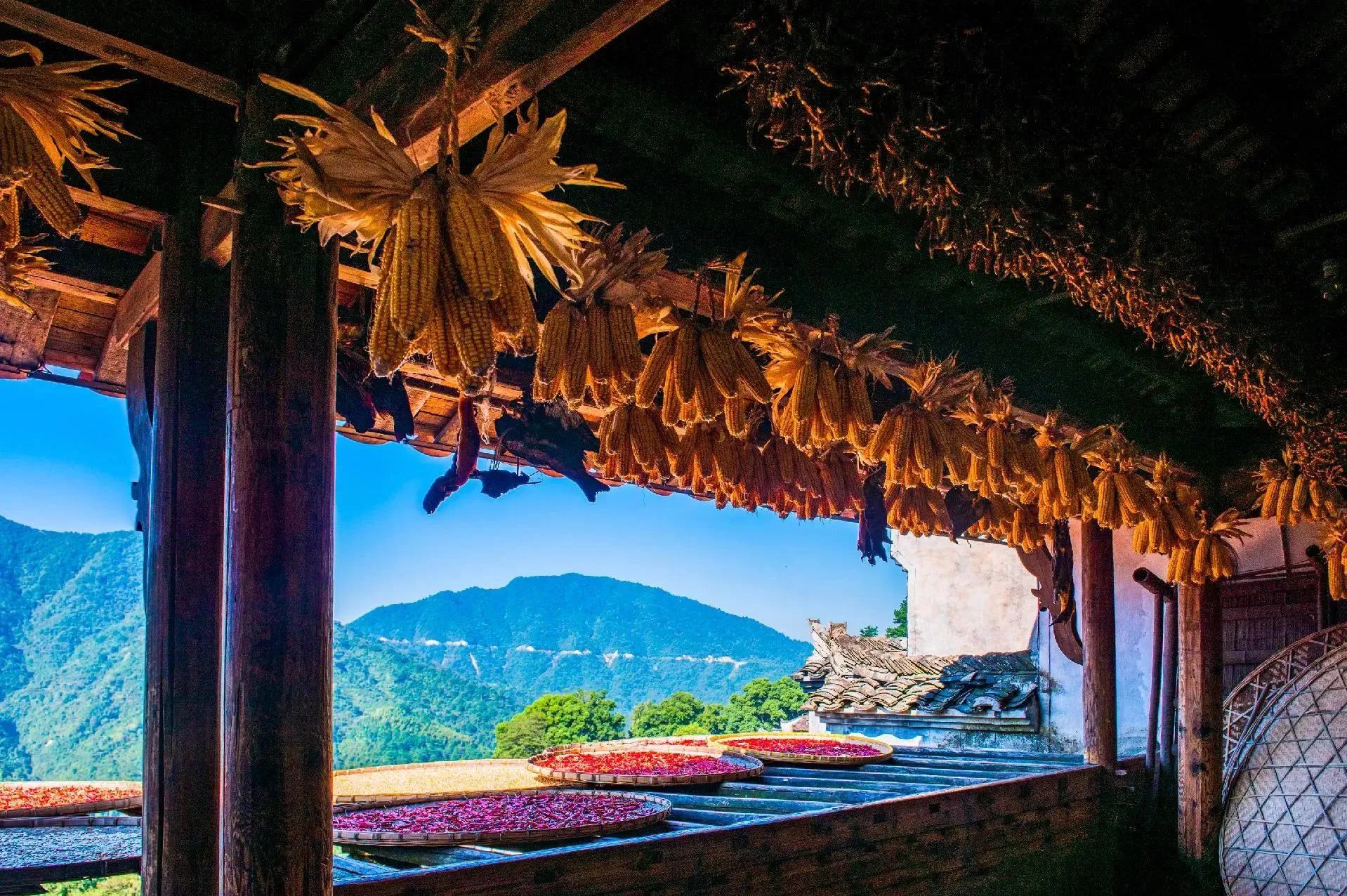 Huangling village's autumn "sun-drying" harvest display in Wuyuan, Jiangxi