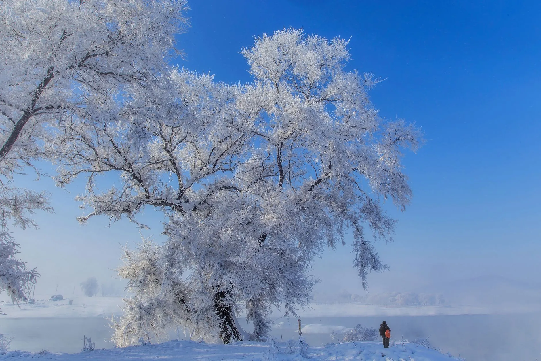 Majestic frost-covered rime trees under a blue sky in Jilin