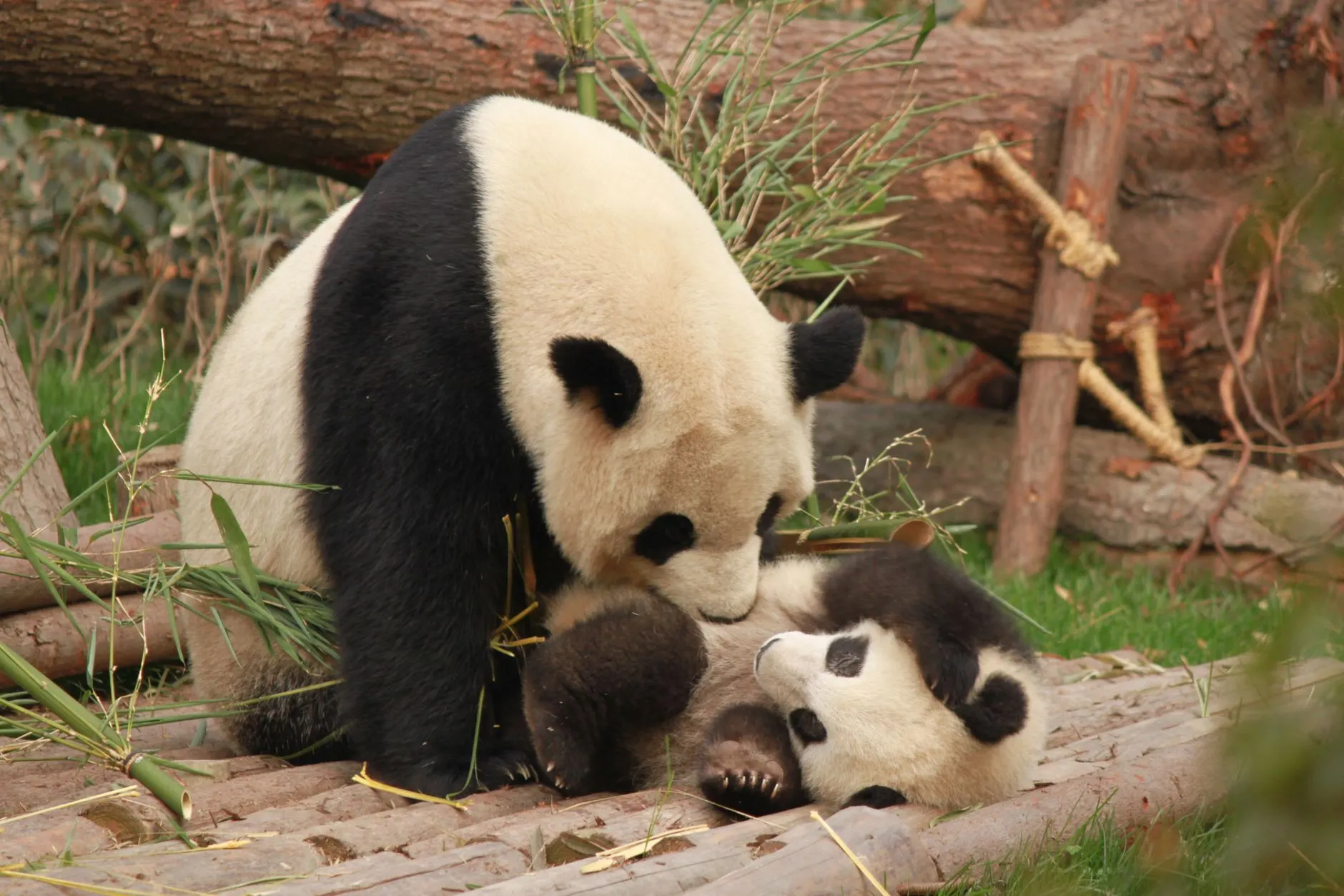 A giant panda cub at the Chengdu base's Sun and Moon delivery rooms