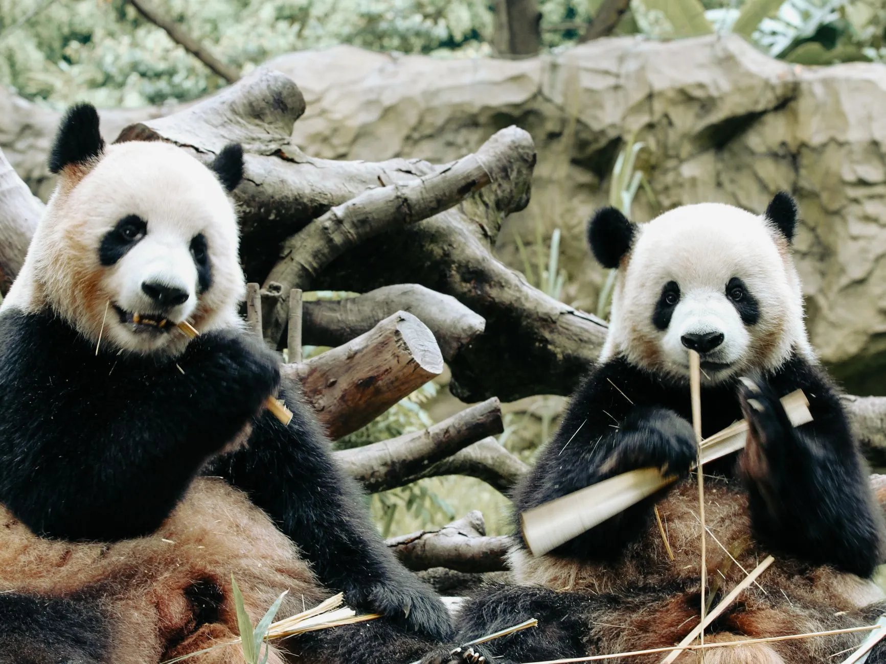 A giant panda in the bamboo forest at the Chengdu base
