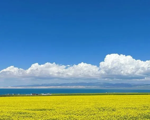 Qinghai Lake's golden rapeseed fields in summer